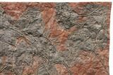 Silurian Fossil Crinoid (Scyphocrinites) Plate - Morocco #148855-1
